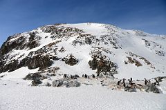 22B Gentoo Penguins On Cuverville Island On Quark Expeditions Antarctica Cruise.jpg